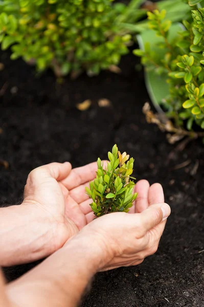 Male hands holding green plant — Stock Photo, Image