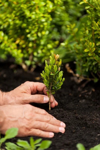 Mãos masculinas segurando planta — Fotografia de Stock