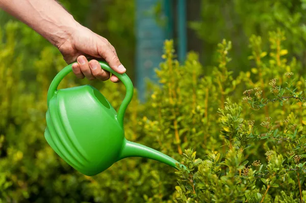 Male hand watering flowers — Stock Photo, Image