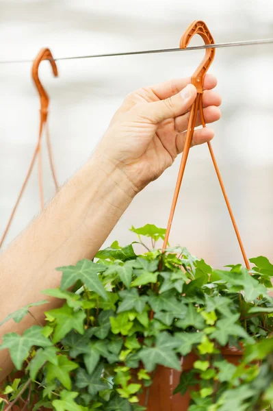 Man hanging plant — Stock Photo, Image