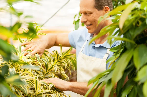 Homem de avental cuidando das plantas — Fotografia de Stock