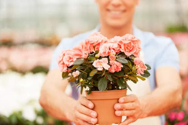 Man in apron stretching out potted plant — Stock Photo, Image