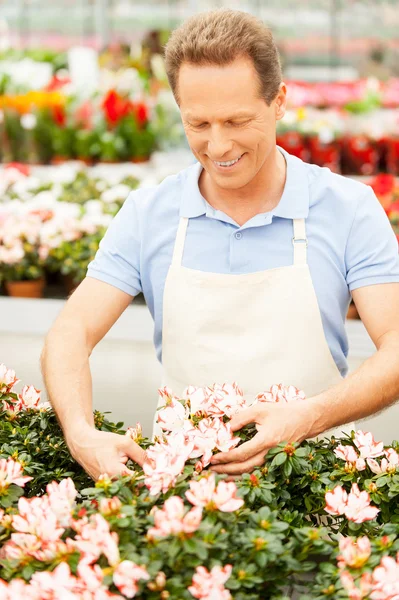 Homem de avental organizando flores — Fotografia de Stock