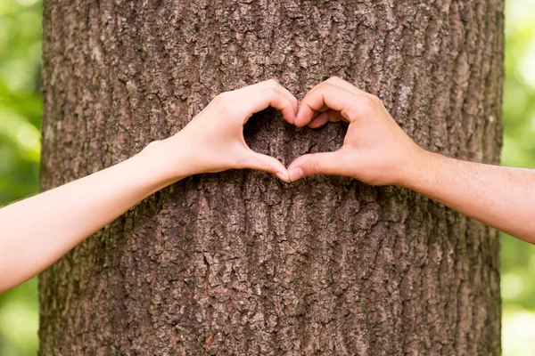 Hands gesturing heart shape on the tree — Stock Photo, Image