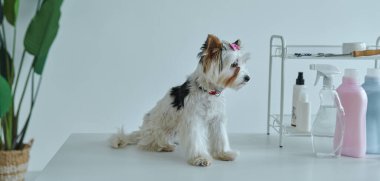 Kuaförde masada oturan sevimli küçük köpek.