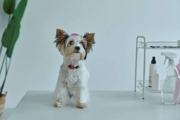 Cute Little Dog Sitting Table Grooming Salon — Stock Photo, Image