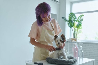 Beautiful young woman brushing little dog at the grooming salon