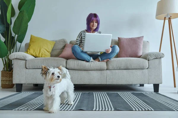 Teenage Girl Using Laptop Couch While Little Dog Playing Her — Stok fotoğraf
