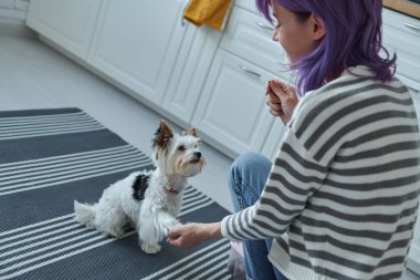 Genç bir kadın mutfakta köpeğini eğitiyor.