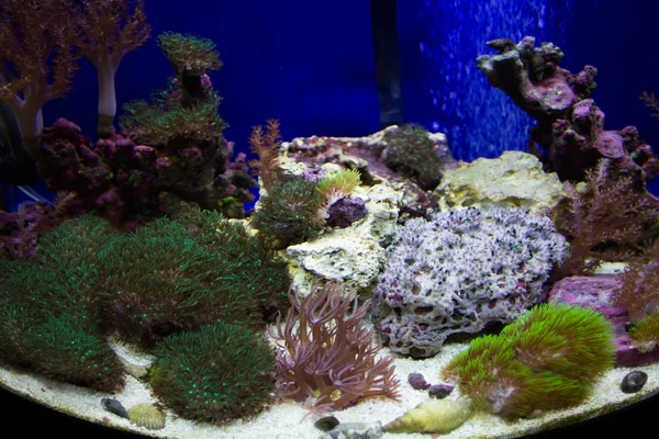 異なる種のサンゴ水槽 — Stockfoto