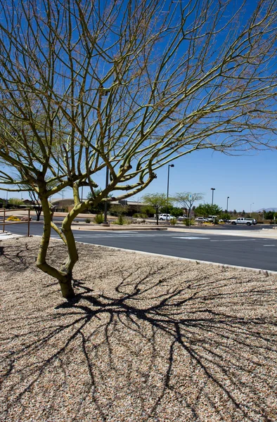 Isolierter Baum und Schatten — Stockfoto