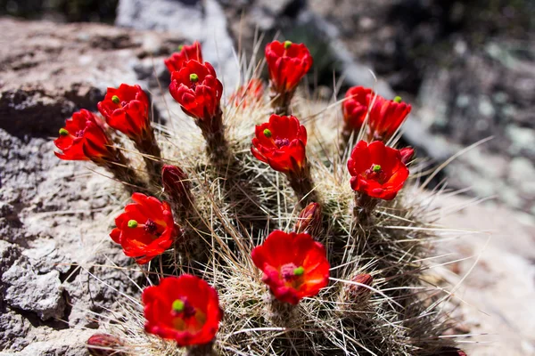 Červený kaktus květiny — Stock fotografie