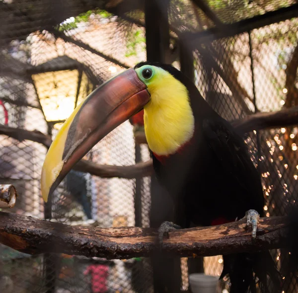 Tocano colorido — Fotografia de Stock