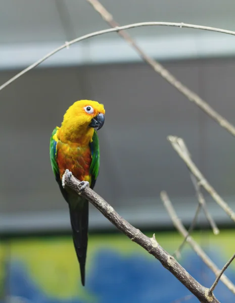 Schattig papegaai op een tak — Stockfoto