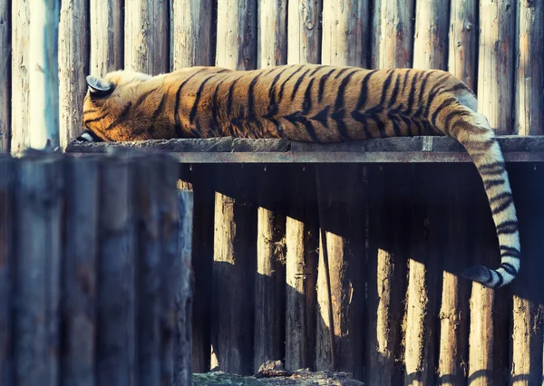 Tiger ruht auf einem Holzregal — Stockfoto