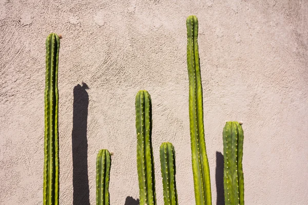 Kaktusy o różnych wysokościach — Zdjęcie stockowe
