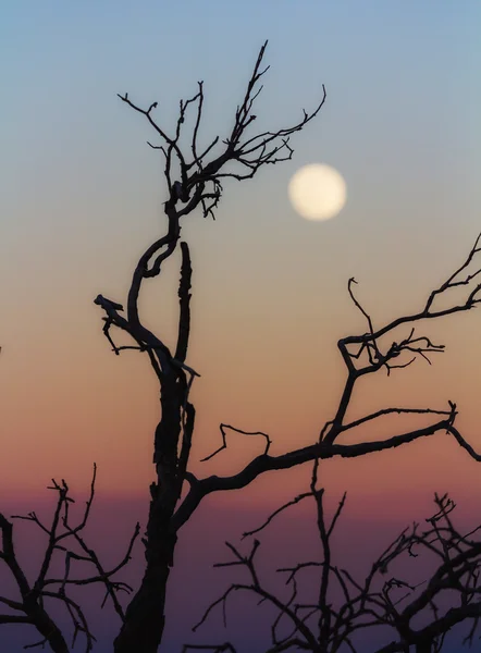 Bladloos tak bij zonsondergang — Stockfoto