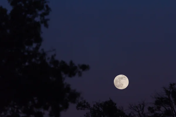 Volle maan met silhouetten van de bomen — Stockfoto