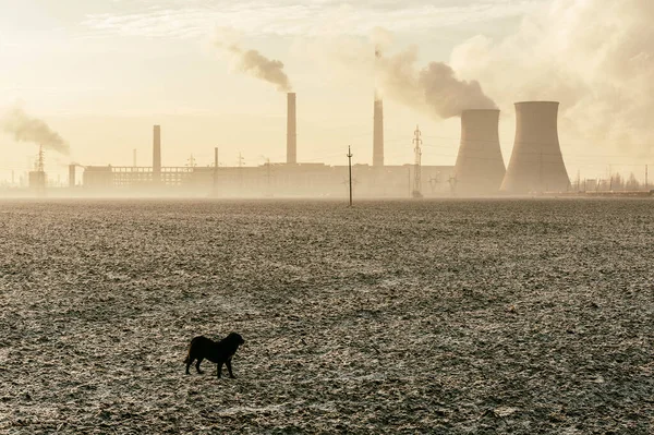 Zbliżenie Pojedynczego Psa Zanieczyszczeniem Powietrza Fabrycznych Rur Dymnych Widocznych Tle — Zdjęcie stockowe