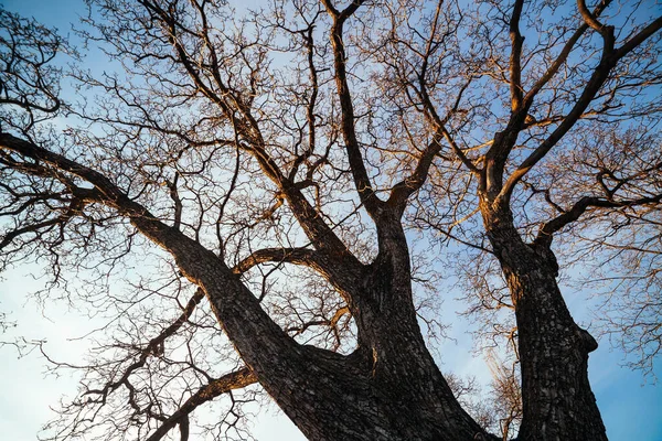 Frontansicht Bild Eines Alten Und Großen Baumes Mit Sehr Großen — Stockfoto