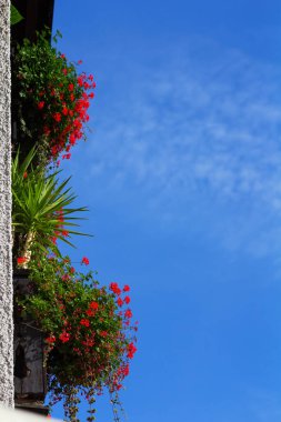 Mavi gökyüzüne karşı balkonda asılı duran güzel kırmızı çiçekleri yakalıyorlar..