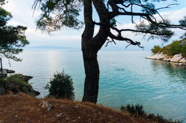 Yüksek bir ağaç ve gölün yakınındaki bitkiler. 