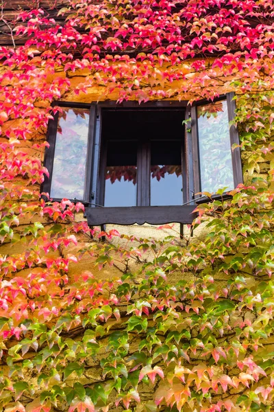 Capture Fenêtre Une Maison Traditionnelle Autrichienne Entourée Feuilles Automnales Colorées — Photo