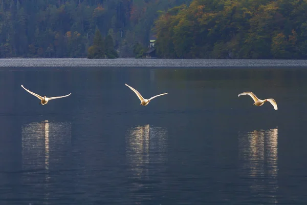 Cisnes Preparando Para Desembarcar Água Lago Hallstatt Áustria — Fotografia de Stock