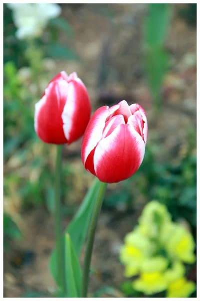 Tulipani Immagine Stock