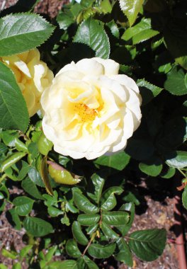 Beyaz ve Sarı Gül Dolu Çiçek