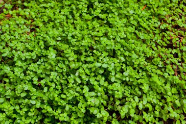 Yeşil yonca arka plan