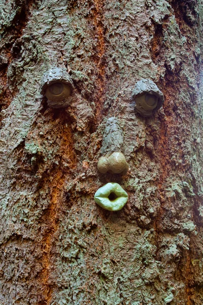 Лицо дерева — стоковое фото