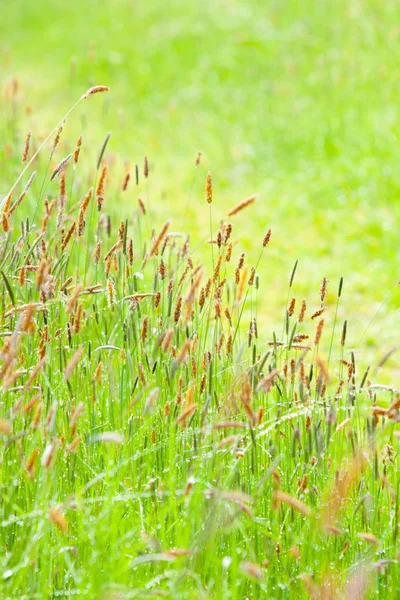 Gras in een veld — Stockfoto