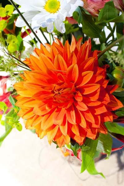 橙色和白色的花朵 — 图库照片