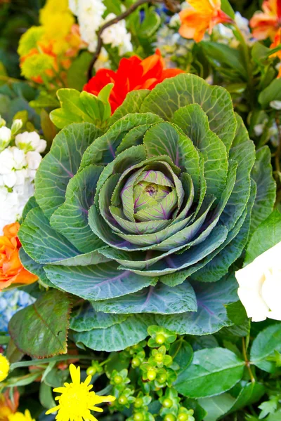 Wedding Succulents — Stock Photo, Image