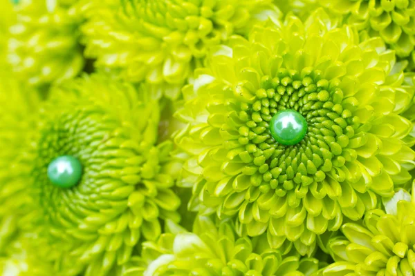 Green Mum Flowers — Stock Photo, Image