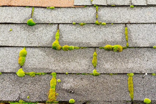 Moss no telhado da casa — Fotografia de Stock