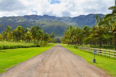 Hawaii palmiye ağacı cevizi çiftlik