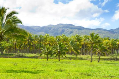 Hawaii palmiye ağacı cevizi çiftlik