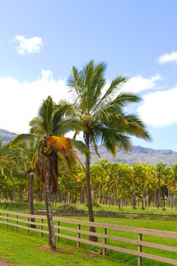 Hawaii palmiye ağacı cevizi çiftlik