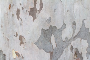 Peeling kabuk ağaç