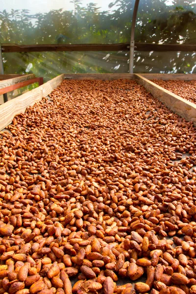 Cacao nibs rostning på flats — Stockfoto