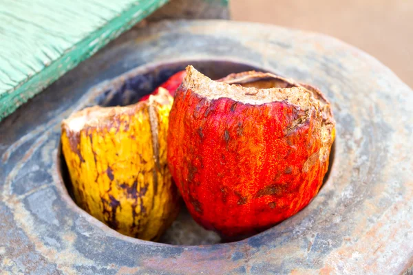 Cacao peulen rood geel — Stockfoto