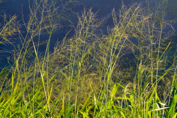 背の高い草の要約 — ストック写真