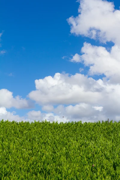 Céu de sebes e nuvens de plantas — Fotografia de Stock