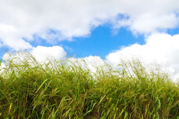 Green Grass Sky and Clouds — Stock Photo, Image