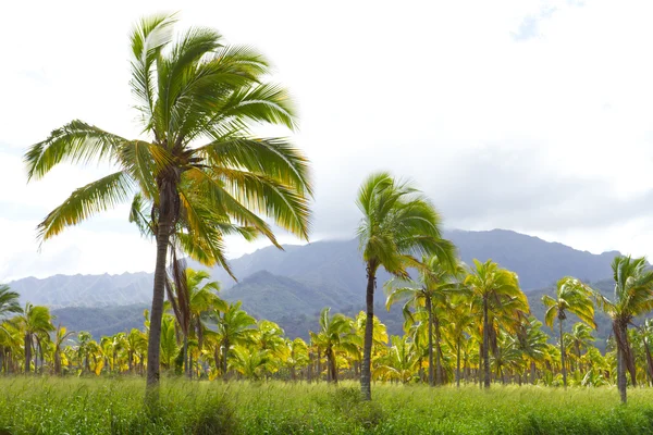 Hawaii palm tree kokos farma — Stock fotografie