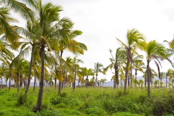 Fazenda de coco da árvore de palma Havaí — Fotografia de Stock