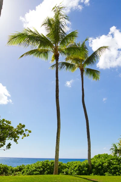 Dos palmeras juntas — Foto de Stock