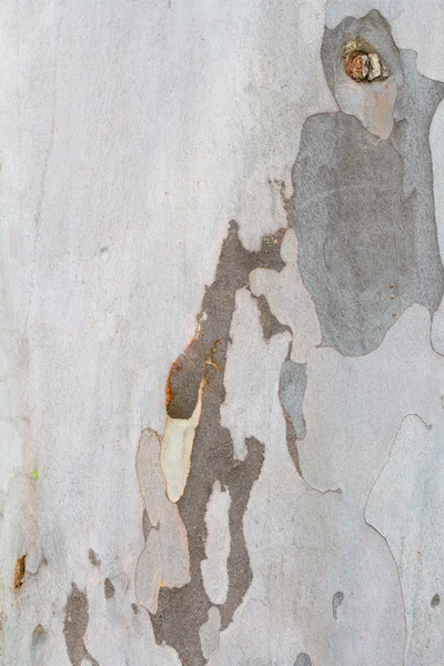 Peeling Bark Tree — Stock fotografie